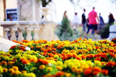 Close-up of flowering plants for sale at market stall