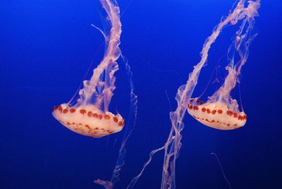 Close-up of jellyfish in aquarium