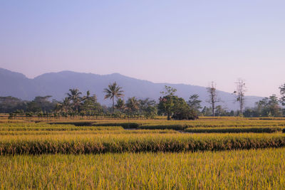 Scenic view of field against clear sky