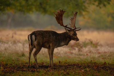 Deer standing on field