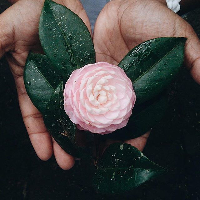 person, holding, part of, human finger, cropped, freshness, unrecognizable person, close-up, high angle view, flower, food and drink, food, fragility, petal, personal perspective, lifestyles