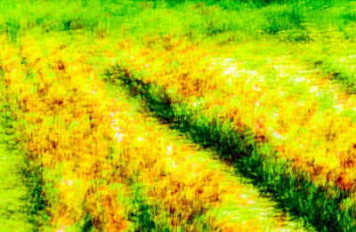 Close-up of fresh yellow plants in field