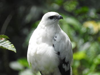 Close-up of white bird perching on tree