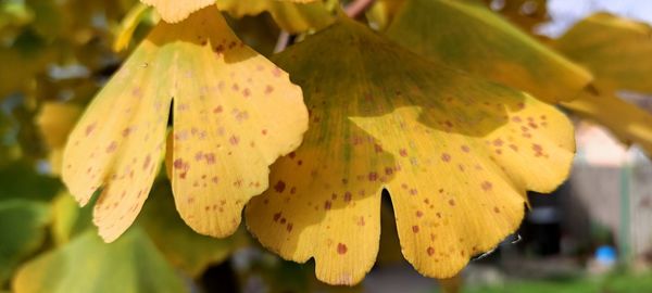 Close-up of yellow leaves growing on tree