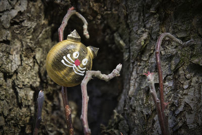 Close-up of dead plant hanging on tree trunk against wall