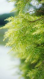 Close-up of fresh green leaves