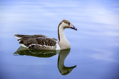 Close-up of duck swimming on lake