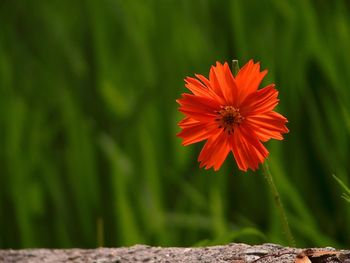 Close-up of flower blooming on field