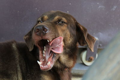 Close-up of a dog