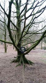 Trees in the forest