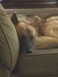 Dog sleeping on sofa