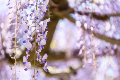 An image of a beautifully blooming wisteria flower.