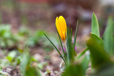 Close-up of yellow flower buds