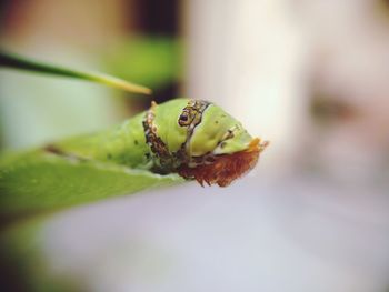 Close-up of insect on leaf