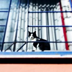 Cat sitting on window