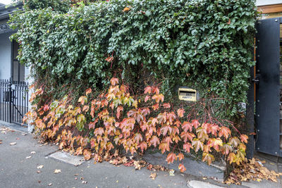 Plants growing on sidewalk by building
