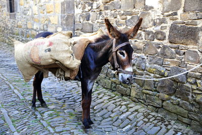 Donkey in the street iii