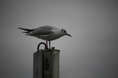 Seagull perching on pole against sky