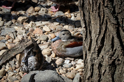 Close-up of birds on tree trunk