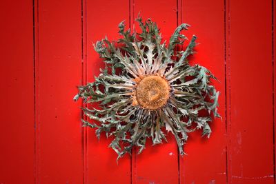 Directly above shot of red flower on wall