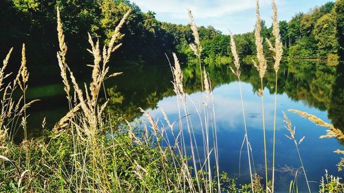 Panoramic view of grass and trees by lake against sky