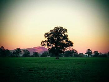 Scenic view of grassy field at sunset