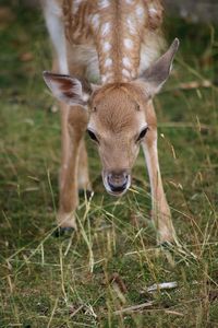 Portrait of deer standing on field