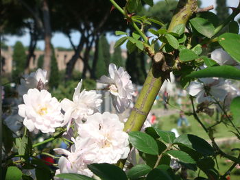 Close-up of white flowers blooming on tree