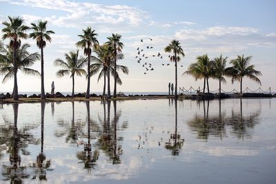 Palm trees on beach