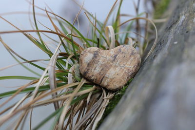 Close-up of dry leaf on land