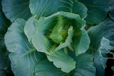 Full frame shot of green leaves