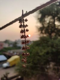 Close-up of plant growing on field against sky during sunset