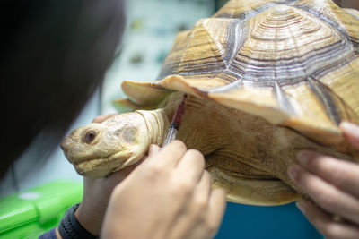 Cropped hands of veterinarian examining tortoise in hospital