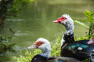 Close-up of birds in water