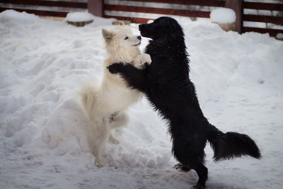 Dog on snow during winter