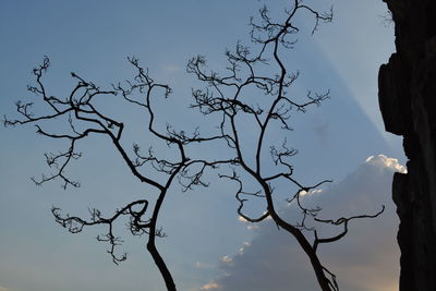 Low angle view of silhouette tree against sky at dusk