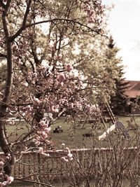 Low angle view of pink flowers on tree