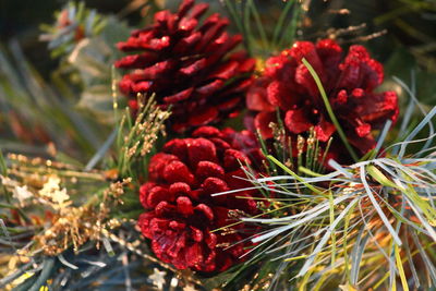 Close-up of red flowers