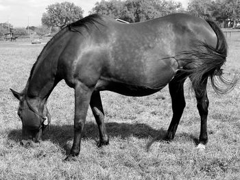 Side view of horse