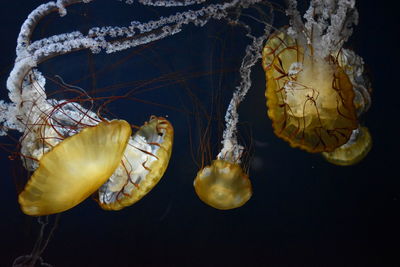 Jellyfish swimming at aquarium