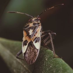 Close-up of insect