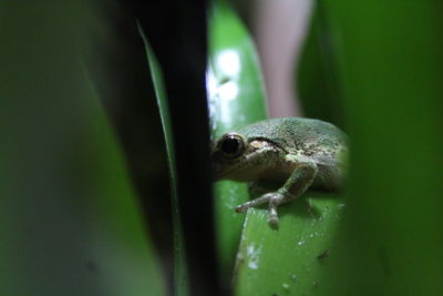 Close-up of lizard