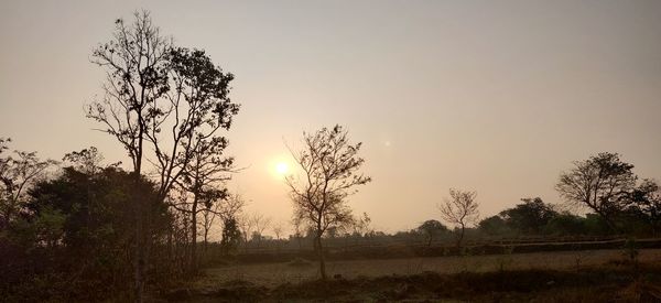 Trees on field against sky during sunset