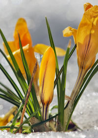 Close-up of yellow flowering plant