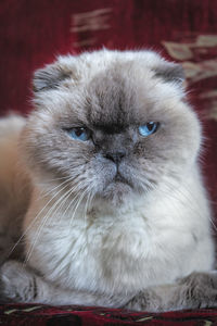 Close-up portrait of a cat