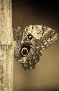 Close-up of butterfly on leaf