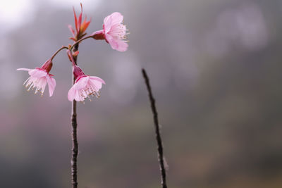 Close-up of pink cherry blossom