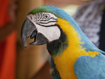 Close-up of gold and blue macaw