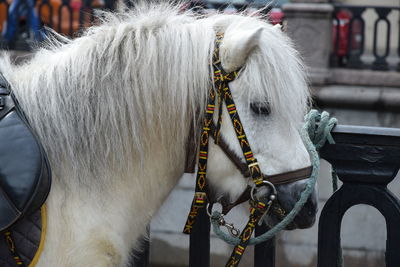 Close-up of a horse