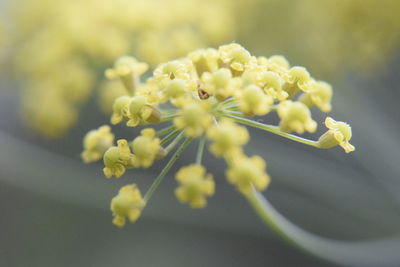 Close-up of yellow flowering plant